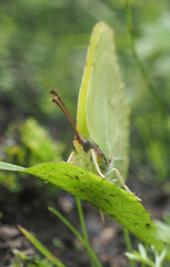 green butterfly on a green leaf