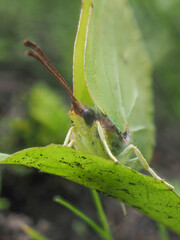 green butterfly on a green leaf