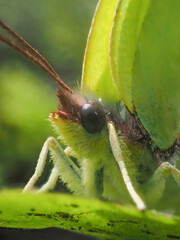 green butterfly on a green leaf