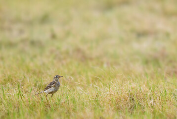 Paddyfield Pipit - Anthus rufulus, small ground perching bird from Sri Lanka grasslands and fields.