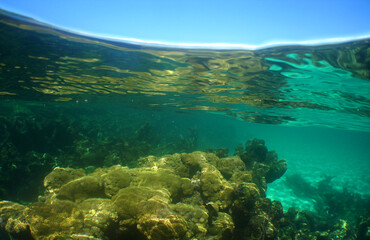 Fototapeta na wymiar underwater coral reef . caribbean sea , Venezuela