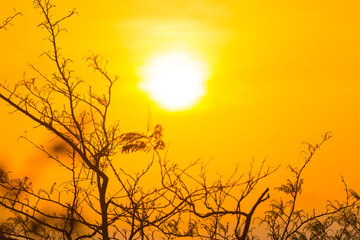 Tree branches through sunset sun, summer sunset sky landscape