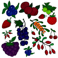 A set of hand-drawn berries. Colored Elements for Your Design. vector illustration isolated on white background.