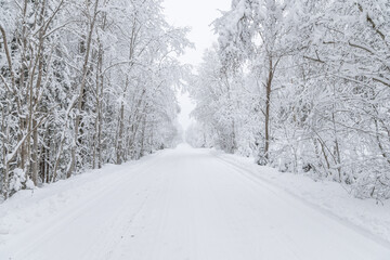 The road in the forest. Winter