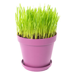 Green grass in purple pink plant pot isolated on white background