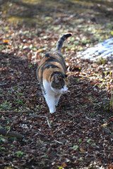 外猫（１１歳）