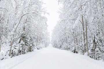 The road in the forest. Winter