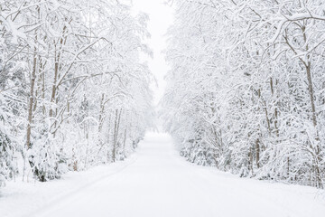 The road in the forest. Winter