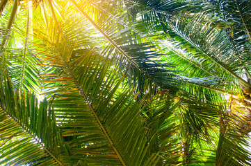 Naklejka na ściany i meble coconut palm leaves background