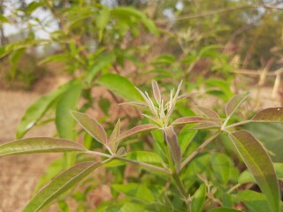 Soft leaves of Vitex negundo (Nirgundi) plant. It's other name Chinese chaste tree, five-leaved chaste tree, or horseshoe vitex, or nisinda.  is a large aromatic shrub. It is an Ayurvedic medicine.
