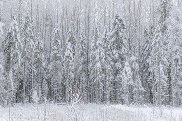 fir forest in the snow. winter