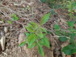Vitex negundo (Nirgundi) plant . It's other name Chinese chaste tree, five-leaved chaste tree, or horseshoe vitex, or nisinda.  is a large aromatic shrub. It is an Ayurvedic medicine.