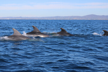 dolphin in the water