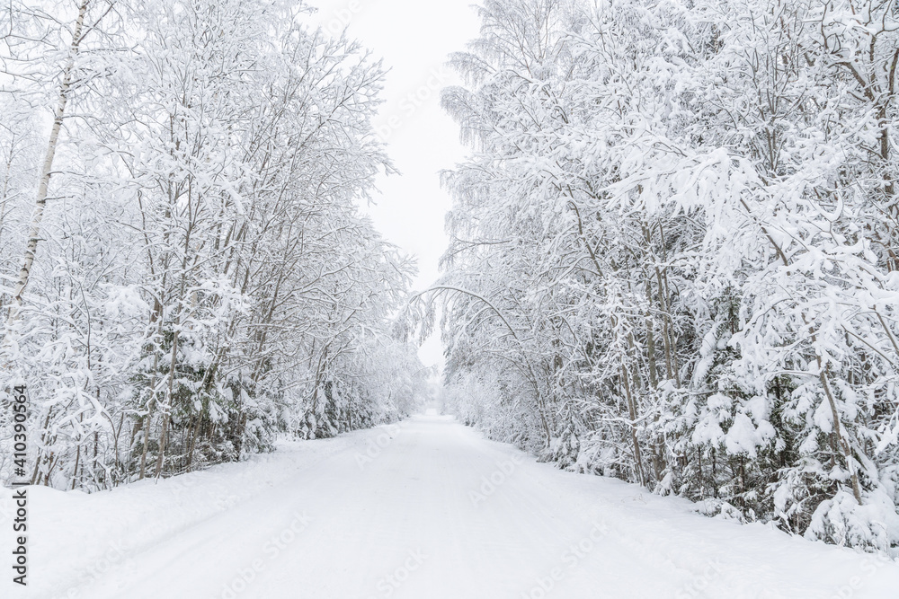 Wall mural The road in the forest. Winter