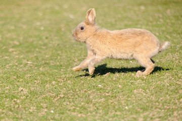 rabbit on green grass