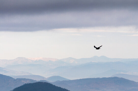 bird in the sky © belminmesh