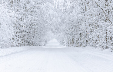 The road in the forest. Winter