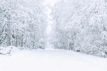 The road in the forest. Winter