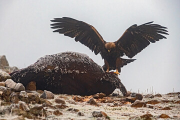 eagle in flight