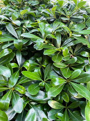 Fototapeta premium Green leaves on the bush. Fresh foliage on the plant in Turkey. Vertical natural background