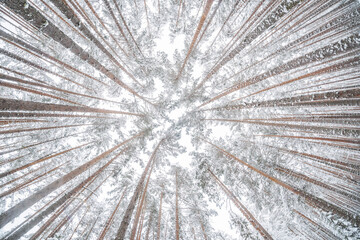 fir forest in the snow. winter