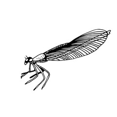 Dragonfly vector illustration, hand drawn insect isolated on white background