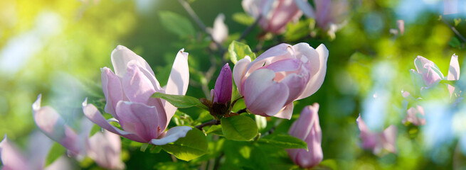 Panorama banner blooming pink magnolia flowers against sky. Selective focus. Abstract spring time. © Inga