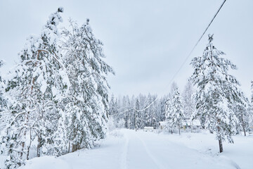 road in the forest. winter