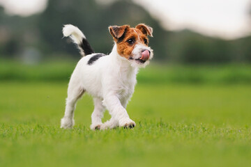 Jack Russell Terrier puppy 11 weeks in the grass discovers the world