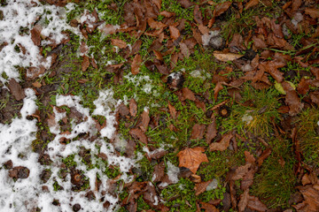 snow covered grass with leaves