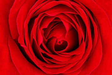 Red rose petals closeup background