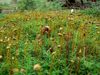 Forest moss detail close-up bloom seed