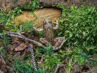 Brown frog forest camouflage hidden in moss