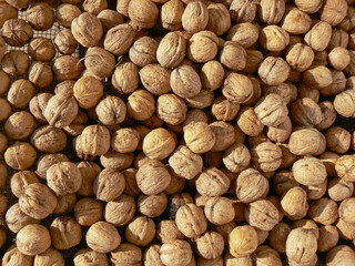 batch lot of walnut nut dry drying in sun
