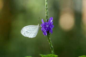 Butterfly in Nature