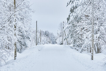road in the forest. winter