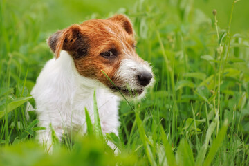 Jack Russell Terrier puppy 11 weeks in the grass discovers the world