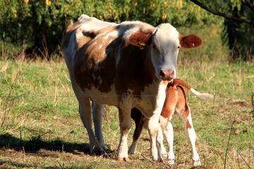 Eine Kuh mit ihrem Kalb auf der Weide. Thüringen, Deutschland, Europa 
A cow with her calf in the pasture. Thuringia, Germany, Europe