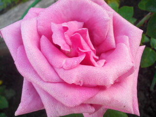 The huge blooming pink rose Eiffel Tower close up. flower wallpaper