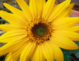 Sunflower, closeup shot of a single sunflower  with beautiful background of leafs on garden.