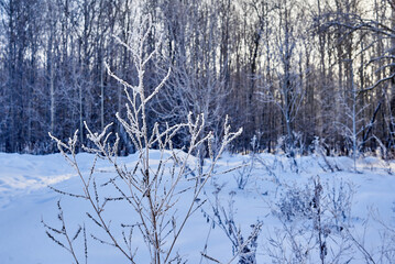 a cold winter day in the forest. the plants are covered with frost