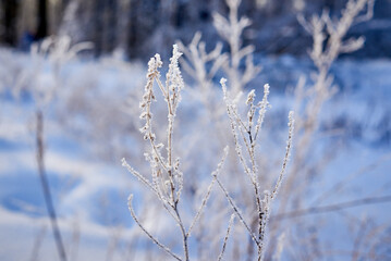 a cold winter day in the forest. the plants are covered with frost
