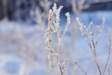 a cold winter day in the forest. the plants are covered with frost