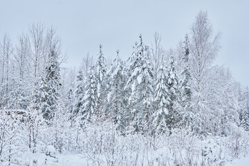 coniferous forest in winter. Russia