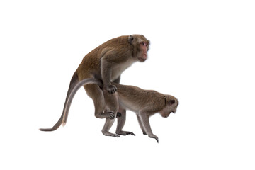 Monkeys are mating isolated on white background
