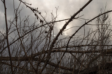 branch in front of the sky