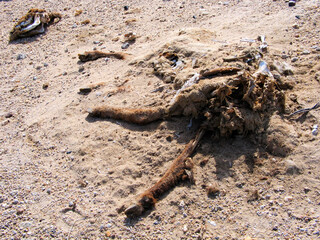 Camel carcass in desert