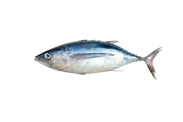 Raw whole fish, northern albacore (Thunnus alalunga)