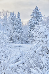 Naklejka premium frozen river. snowy beautiful winter