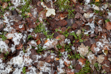 snow covered grass with leaves